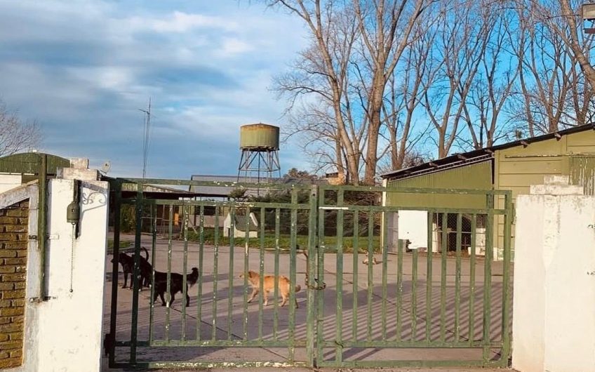CRIADERO DE CERDO Y 20 HAS EN VENTA O ALQUILER