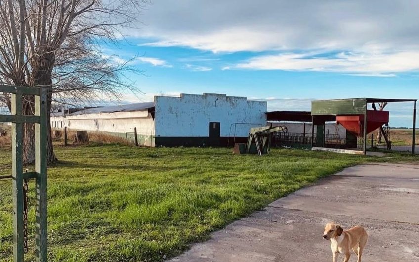 CRIADERO DE CERDO Y 20 HAS EN VENTA O ALQUILER
